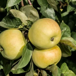 Äppelträd Omnia Garden Malus Domestica Oranie E