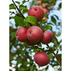 Äppelträd Omnia Garden Malus Domestica Rödluvan E