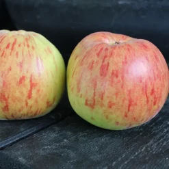 Äppelträd Omnia Garden Malus Domestica Höstdessert E