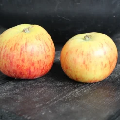 Äppelträd Omnia Garden Malus Domestica Rubinola