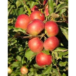 Äppelträd Omnia Garden Malus Domestica Cox´s Orange Queen