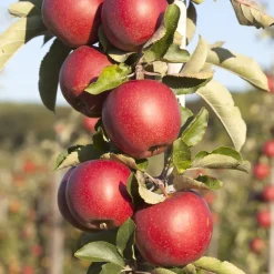 Äppelträd Omnia Garden Malus Domestica Redcats Pelaräpple