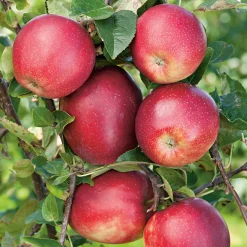 Äppelträd Omnia Garden Summerred