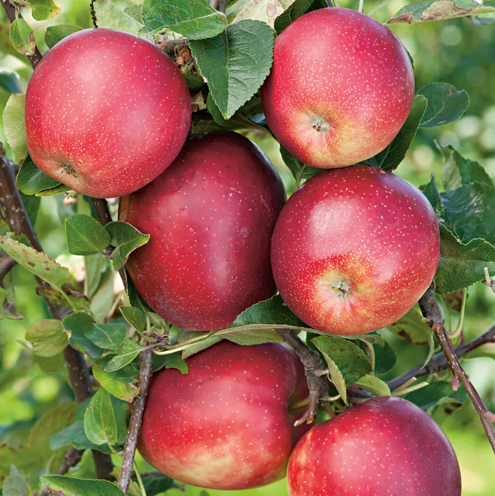 Äppelträd Omnia Garden Summerred
