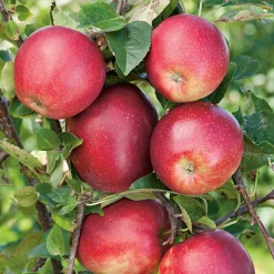 Äppelträd Omnia Garden Summerred Svagväxande