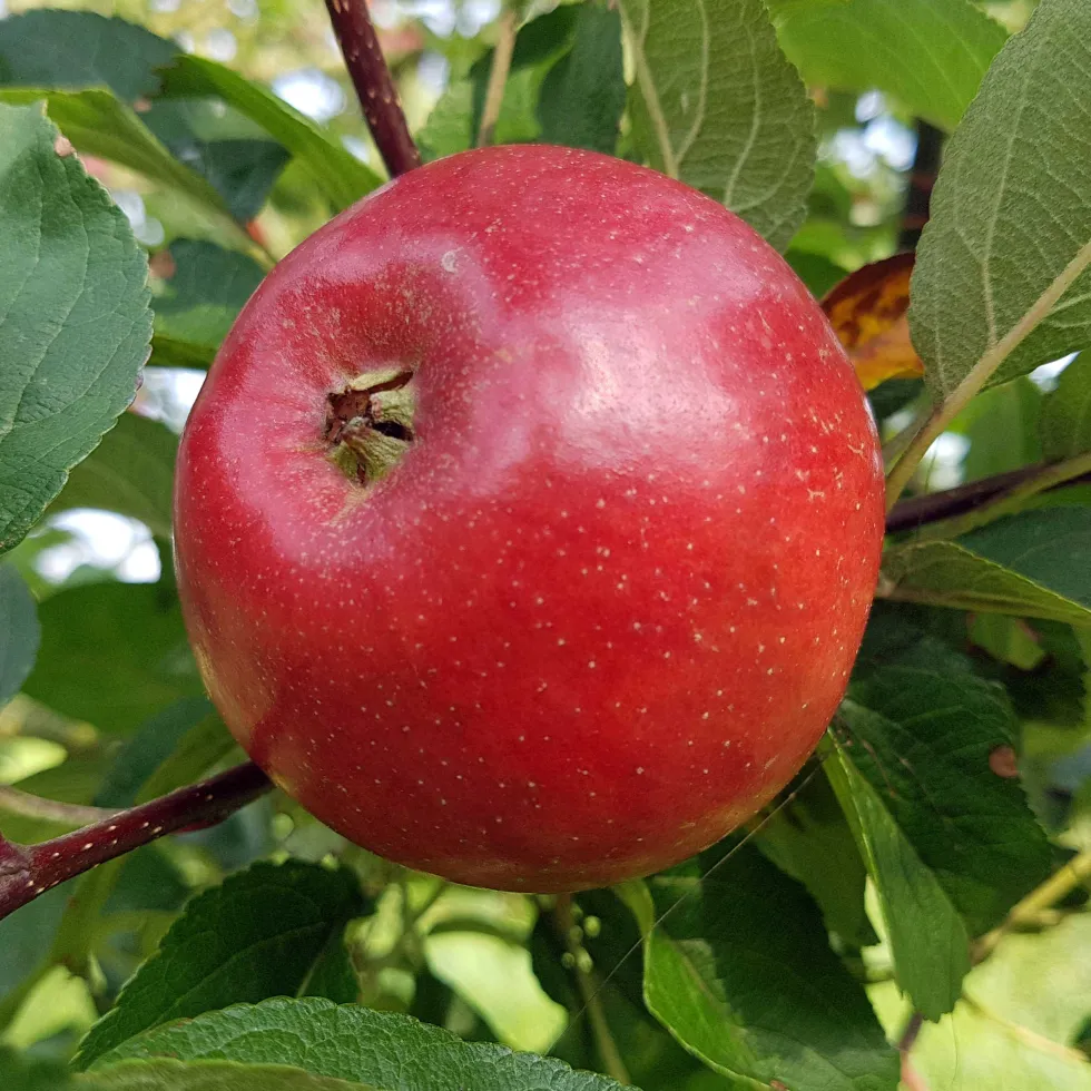 Äppleträd Omnia Garden Folke E