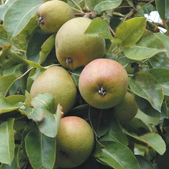 Päronträd Omnia Garden Greve Moltke