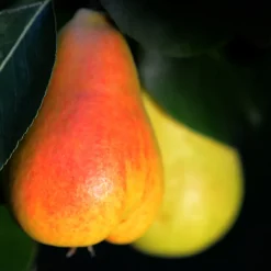 Päronträd Omnia Garden Pepi