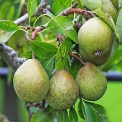 Päronträd Omnia Garden Pyrus Communis GråpäronUtan uppbindningskit