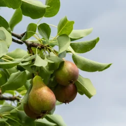 Päronträd Omnia Garden Pyrus Communis GråpäronUtan uppbindningskit