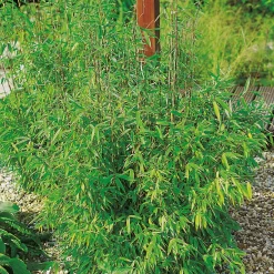 Prydnadsbuske Bergbambu Omnia Garden Simba