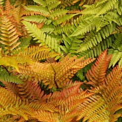 Prydnadsbuske Bronsbräken Omnia Garden