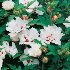 Prydnadsbuske Frilandshibiskus Omnia Garden Speciosus