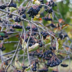 Prydnadsbuske Frilandshibiskus Omnia Garden Woodbridge