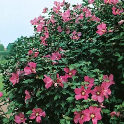 Prydnadsbuske Frilandshibiskus Omnia Garden Woodbridge