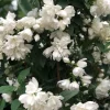 Prydnadsbuske Kameliaschersmin Omnia Garden Snowbelle