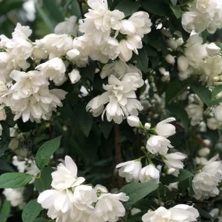 Prydnadsbuske Kameliaschersmin Omnia Garden Snowbelle
