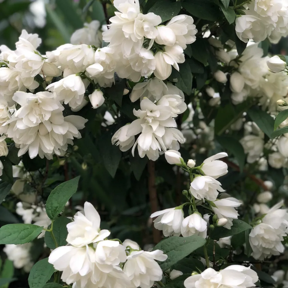 Prydnadsbuske Kameliaschersmin Omnia Garden Snowbelle