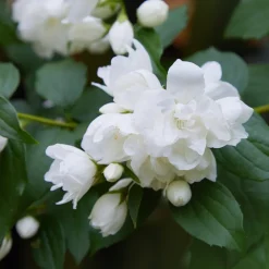 Prydnadsbuske Kameliaschersmin Omnia Garden Snowbelle