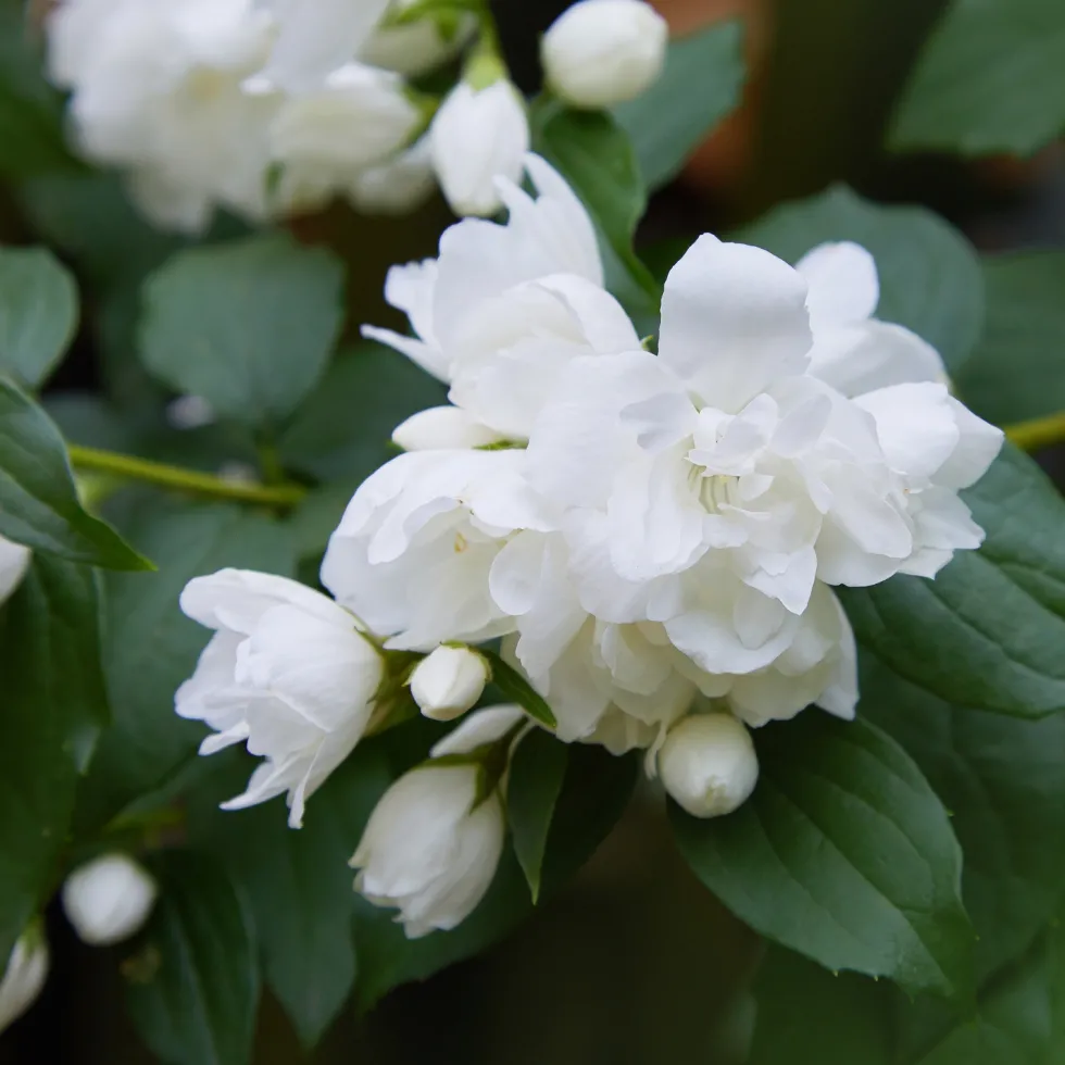 Prydnadsbuske Kameliaschersmin Omnia Garden Snowbelle