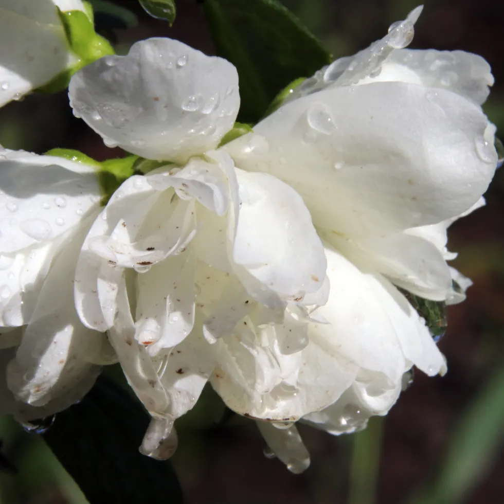 Prydnadsbuske Kameliaschersmin Omnia Garden Snowbelle
