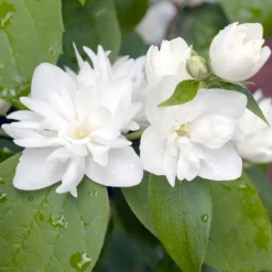 Prydnadsbuske Kameliaschersmin Omnia Garden Philadelphus 'Virginal', sol