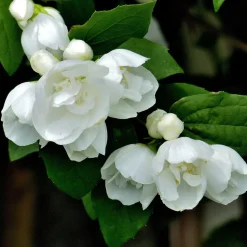 Prydnadsbuske Kameliaschersmin Omnia Garden Philadelphus 'Virginal', sol