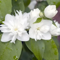 Prydnadsbuske Kameliaschersmin Omnia Garden Philadelphus 'Virginal', sol