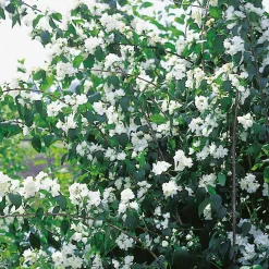Prydnadsbuske Kameliaschersmin Omnia Garden Philadelphus 'Virginal', sol