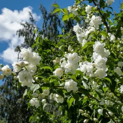 Prydnadsbuske Kameliaschersmin Omnia Garden Philadelphus 'Virginal', sol