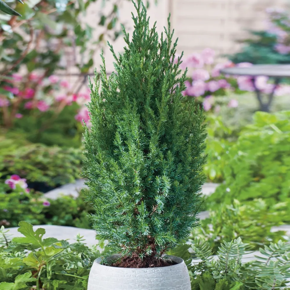Prydnadsbuske Kinesisk En Omnia Garden Stricta