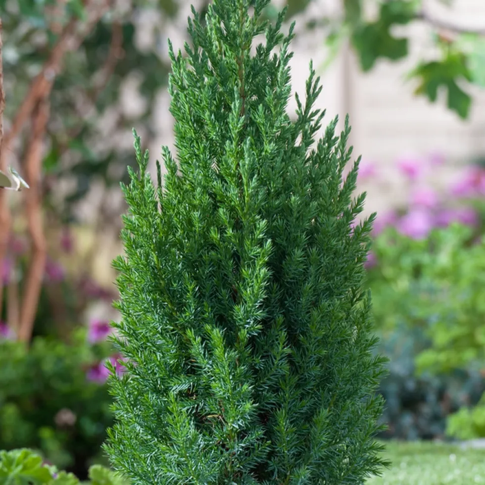 Prydnadsbuske Kinesisk En Omnia Garden Stricta