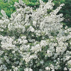 Prydnadsbuske Omnia Garden Bukettapel