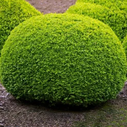 Prydnadsbuske Omnia Garden Buxbom