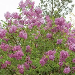 Prydnadsbuske Omnia Garden Bondsyrén