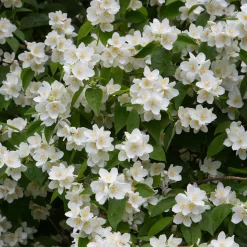 Prydnadsbuske Omnia Garden Doftschersmin