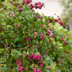 Prydnadsbuske Omnia Garden Doorenbos-snöbär