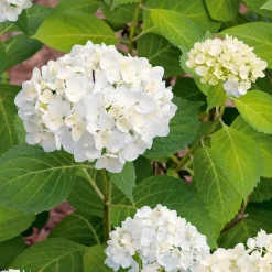 Prydnadsbuske Omnia Garden Hortensia Vit