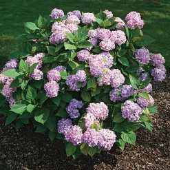 Prydnadsbuske Omnia Garden Hortensia Blå