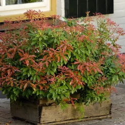 Prydnadsbuske Omnia Garden Japansk Buskrosling