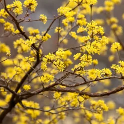 Prydnadsbuske Omnia Garden Körsbärskornell