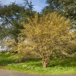 Prydnadsbuske Omnia Garden Körsbärskornell