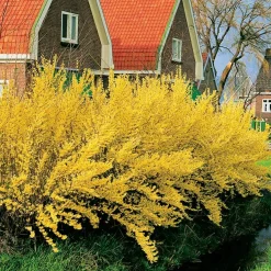 Prydnadsbuske Omnia Garden Prydnadsbuske Hybridforsythia 125-150cm
