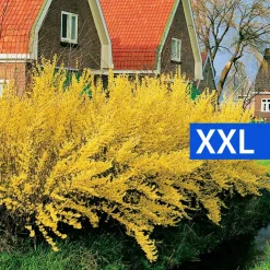 Prydnadsbuske Omnia Garden Prydnadsbuske Hybridforsythia 125-150cm