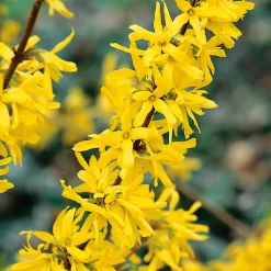Prydnadsbuske Omnia Garden Prydnadsbuske Hybridforsythia 125-150cm