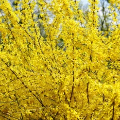 Prydnadsbuske Omnia Garden Prydnadsbuske Hybridforsythia 125-150cm