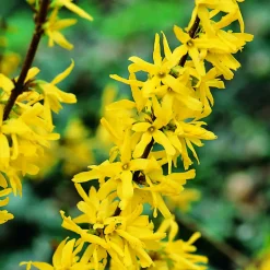 Prydnadsbuske Omnia Garden Prydnadsbuske Hybridforsythia 125-150cm