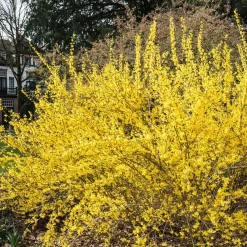 Prydnadsbuske Omnia Garden Prydnadsbuske Hybridforsythia 125-150cm