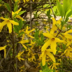 Prydnadsbuske Omnia Garden Prydnadsbuske Hybridforsythia 125-150cm