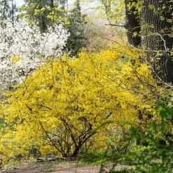 Prydnadsbuske Omnia Garden Prydnadsbuske Hybridforsythia 125-150cm